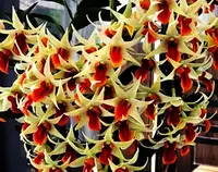 Dendrobium Jiaho Delight 'Red Lips' 2" FS
