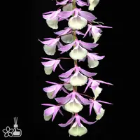 [Bare-root] #DA# Den. aphyllum variegated [1.7" NBS][Sept in stock 26]