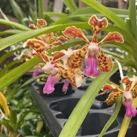 Vanda AMBROSIAN DISCOVERY — Blühfähige Pflanze