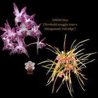 Dendrobium Orchid Seedling NWO-9 Den (Newbold snuggle rose x tetragonum 'red edge')