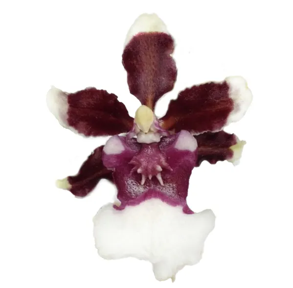 Oncidium Heaven Scent ‘Redolence’ FRAGRANT CHOCOLATESCENTED BLOOMS Easy To Grow, Windowsillsize, Cool And Warm Tolerant. NOT IN BLOOM/BUD WHEN SHIPPED (Oncidium)