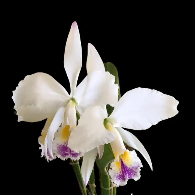 Cattleya gaskelliana var semi alba