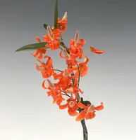 Dendrobium unicum