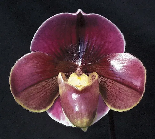 Paphiopedilum Startler AM/RHS 'Glace' (Paphiopedilum)