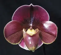 Paphiopedilum Startler 'Glace' AM/RHS
