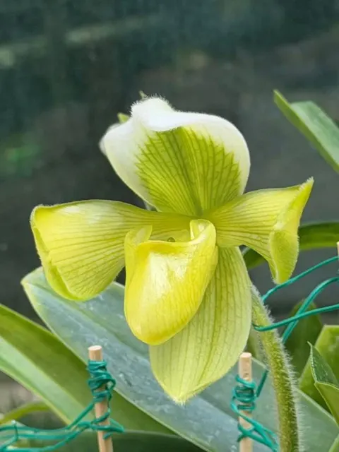 Paphiopedilum villosum f. flava (Paphiopedilum)