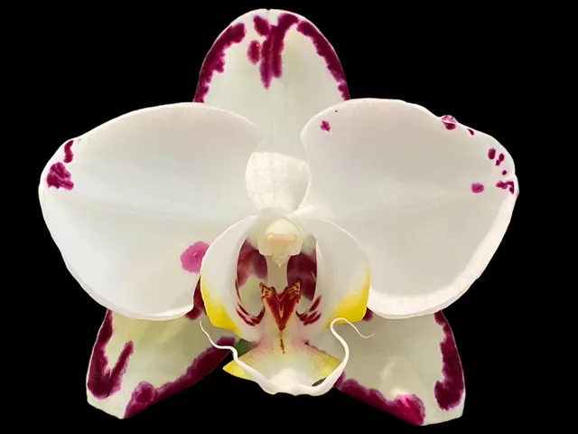 Phalaenopsis Arakaki Spring Fairy