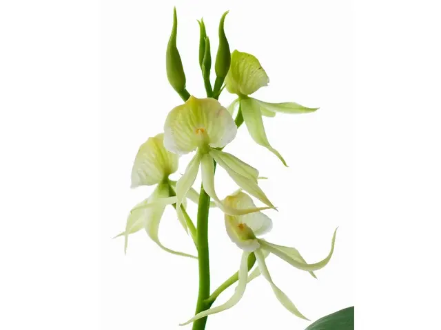 Prosthechea cochleata var alba