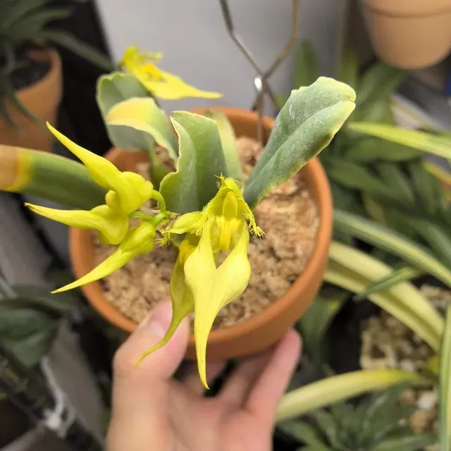 Bulbophyllum yingjiangense (Bulbophyllum)
