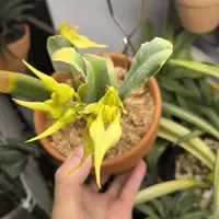 Bulbophyllum yingjiangense