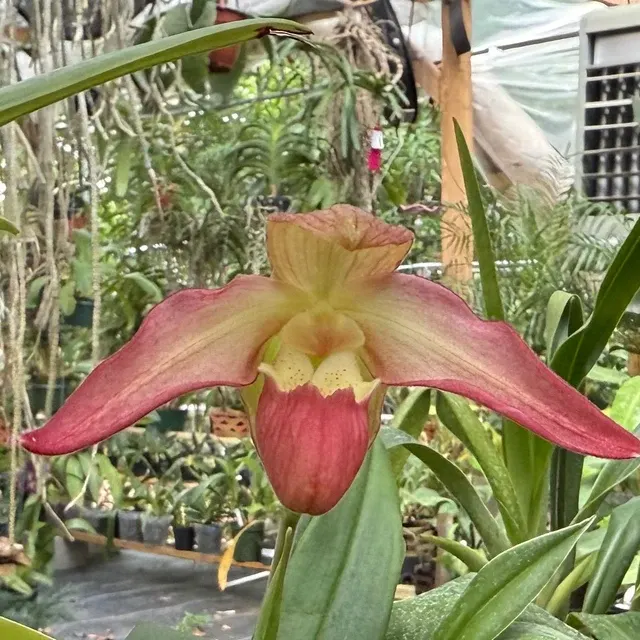 Phragmipedium QF Falling Star (Phragmipedium)