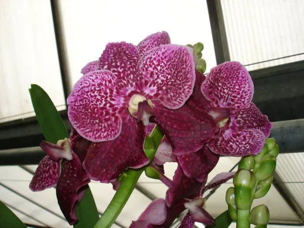 Vanda sanderiana X Gordon Dillon