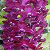 Rhyncostylis gigantea var. red