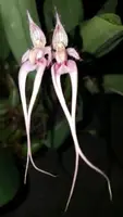 Bulb. Putidum X Sanguineopunctatum Bushy Plant