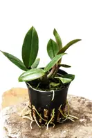 Dendrobium laevifolium aureum 2" IN FLOWER NOW!!