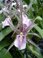 Miltassia Charles M Fitch 'Izumi'