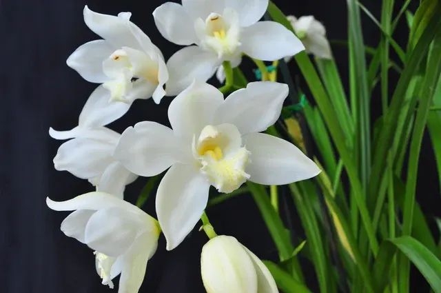 Cymbidium Kulnura Snow