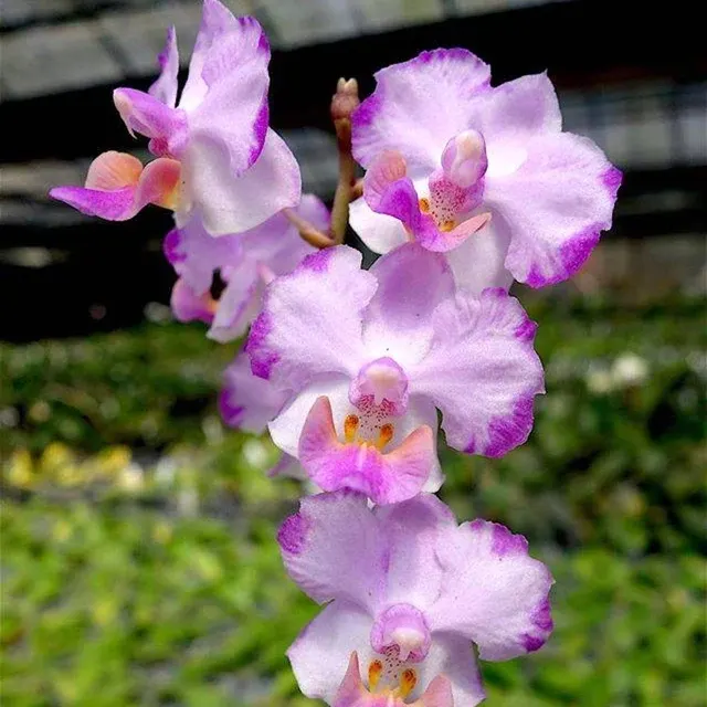 Phalaenopsis Memoria Val Rettig 'Splash'