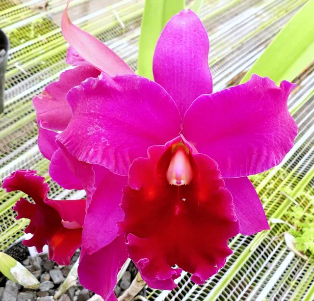 Noid Brassolaeliocattleya (Brassolaeliocattleya)