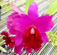 Blc. Miya's Fascination x Blc. Oconee