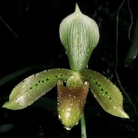 Paphiopedilum tonsum (Paphiopedilum)