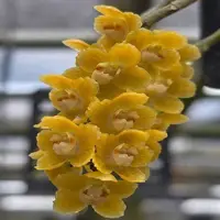 Dendrobium Orchid Chiloschista Nakornpanomensis [Fragrant] Rare Exotic Plant