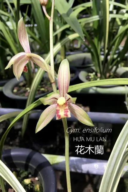 Cymbidium ensifolium 'Hua Mu Lan'