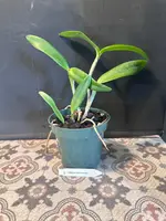 Lc. Robert Strait 'Islander Delight' plant