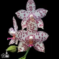 [Bare-root] Phal. Brother Prince ‘Hai Tony’ [2.8“ BS][July in stock]