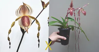 Paphiopedilum Sanders Pride