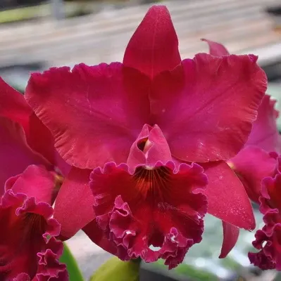 Rhyncholaeliocattleya Thelma Ayako Tsukamoto - Buds 'Volcano Queen'