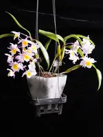 Dendrobium Farmeri — Not Currently In Bloom or Spike