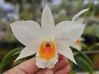 Dendrobium Judith Nakayama