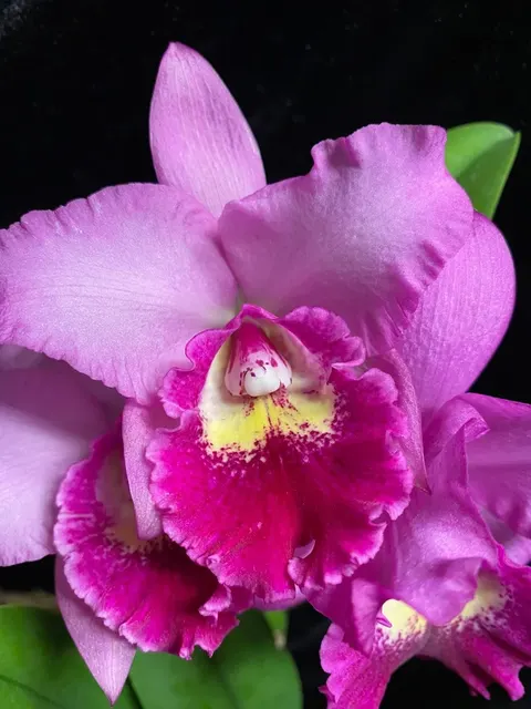 Potinara Hsinying Pink Doll 'Hsinying' (Potinara)