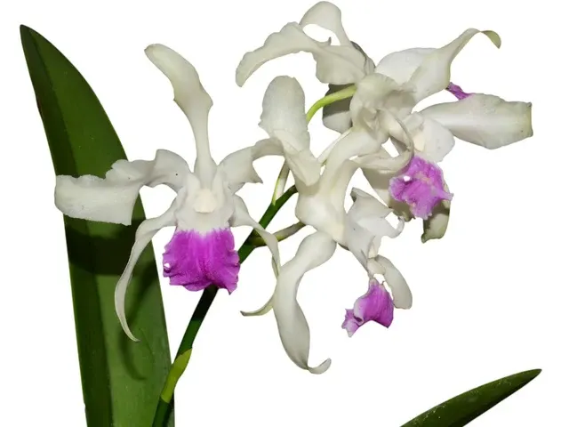 Laeliocattleya Madrecita Del Cisne (Laeliocattleya)
