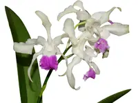 Laeliocattleya Madrecita del Cisne