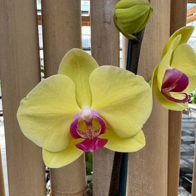 Phalaenopsis Golden Tree