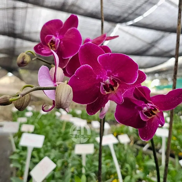 Phalaenopsis Dragon Dance (Phalaenopsis)