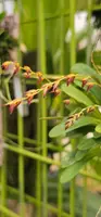 Specklinia costaricensus