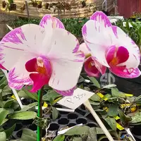 Phalaenopsis Orchid 1654 Mature Plant With Bud/Flower