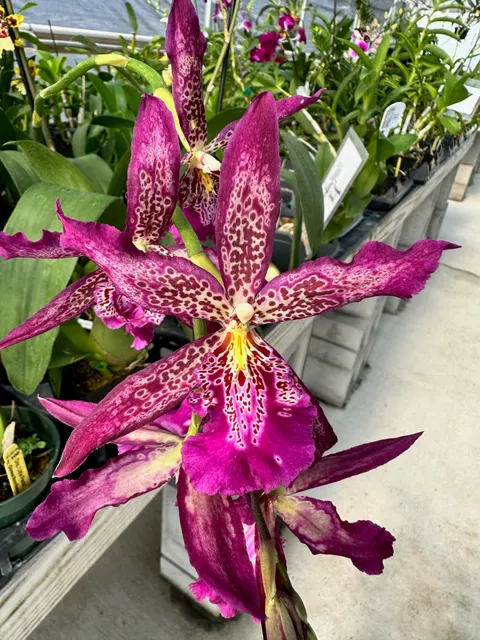 Brassolaeliocattleya Marfitch 'Howard's Dream' (Brassolaeliocattleya)