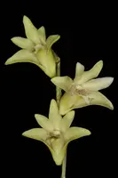 Dendrobium junceum