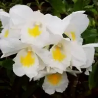 Dendrobium Orchid Formosum Rare Exotic Plant