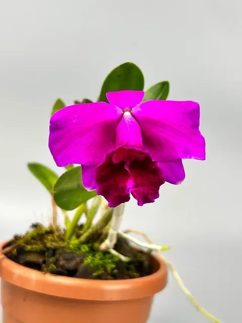 Laelia pumila 'Black Type' (Laelia)