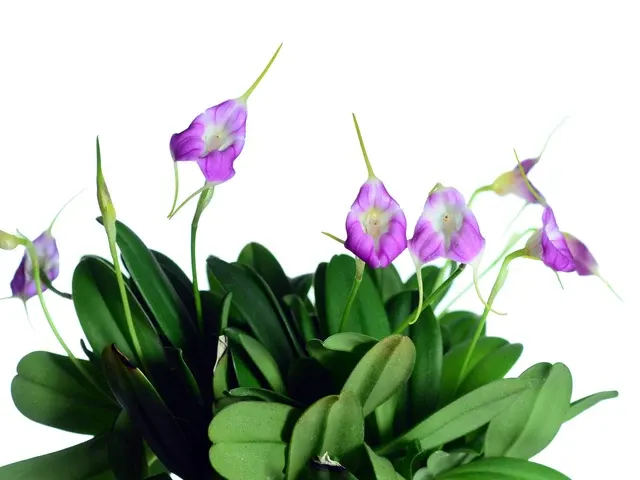 Masdevallia Cholita Cuencana (Masdevallia)