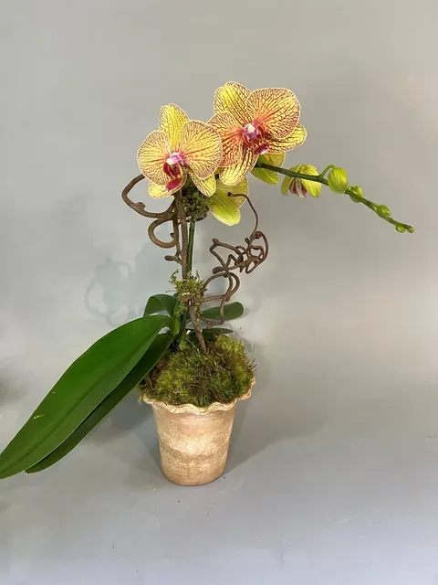 Phalaenopsis Kaleidoscope (Phalaenopsis)