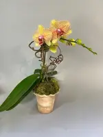 Kaleidoscope Phalaenopsis