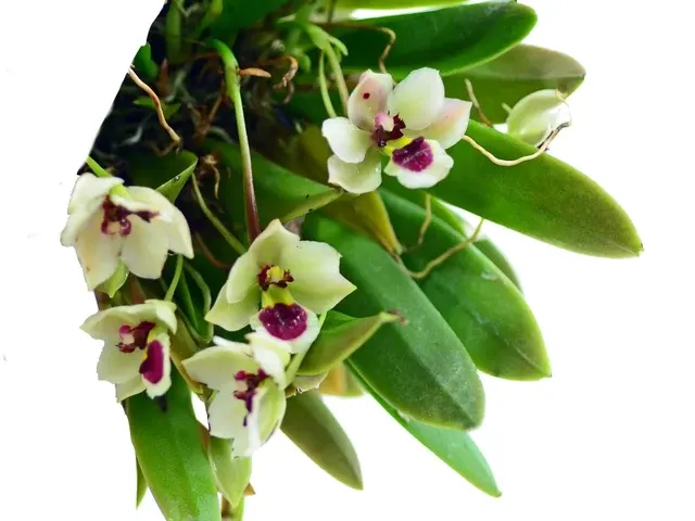 Trichocentrum longicalcaratum (Trichocentrum)