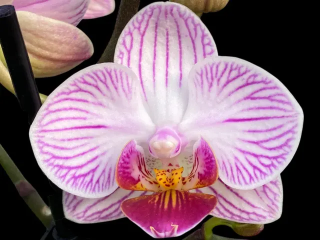 Phalaenopsis I-Hsin Naughty Nora