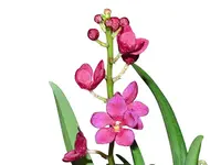 Sarcochilus Newbold Alta